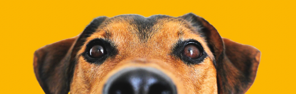 Pet Life Benefícios